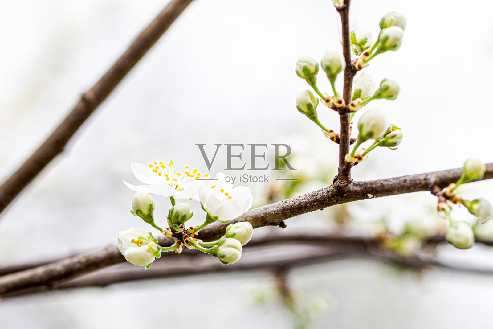 苹果花照片摄影图片