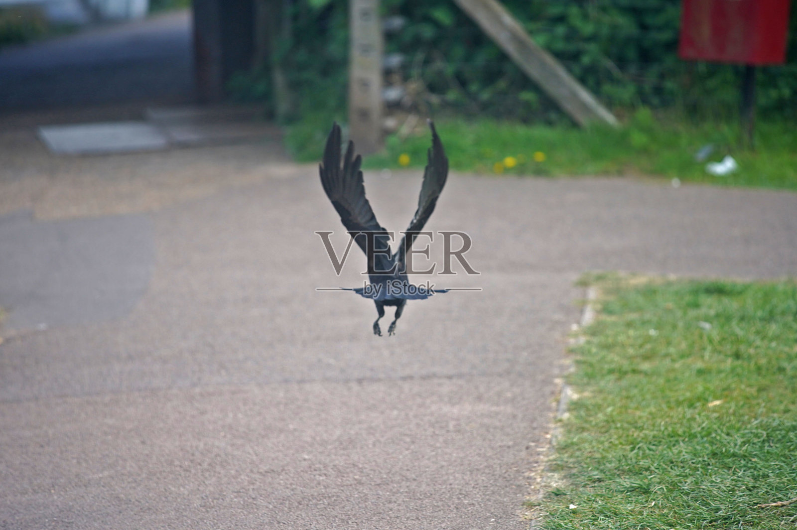 乌鸦照片摄影图片