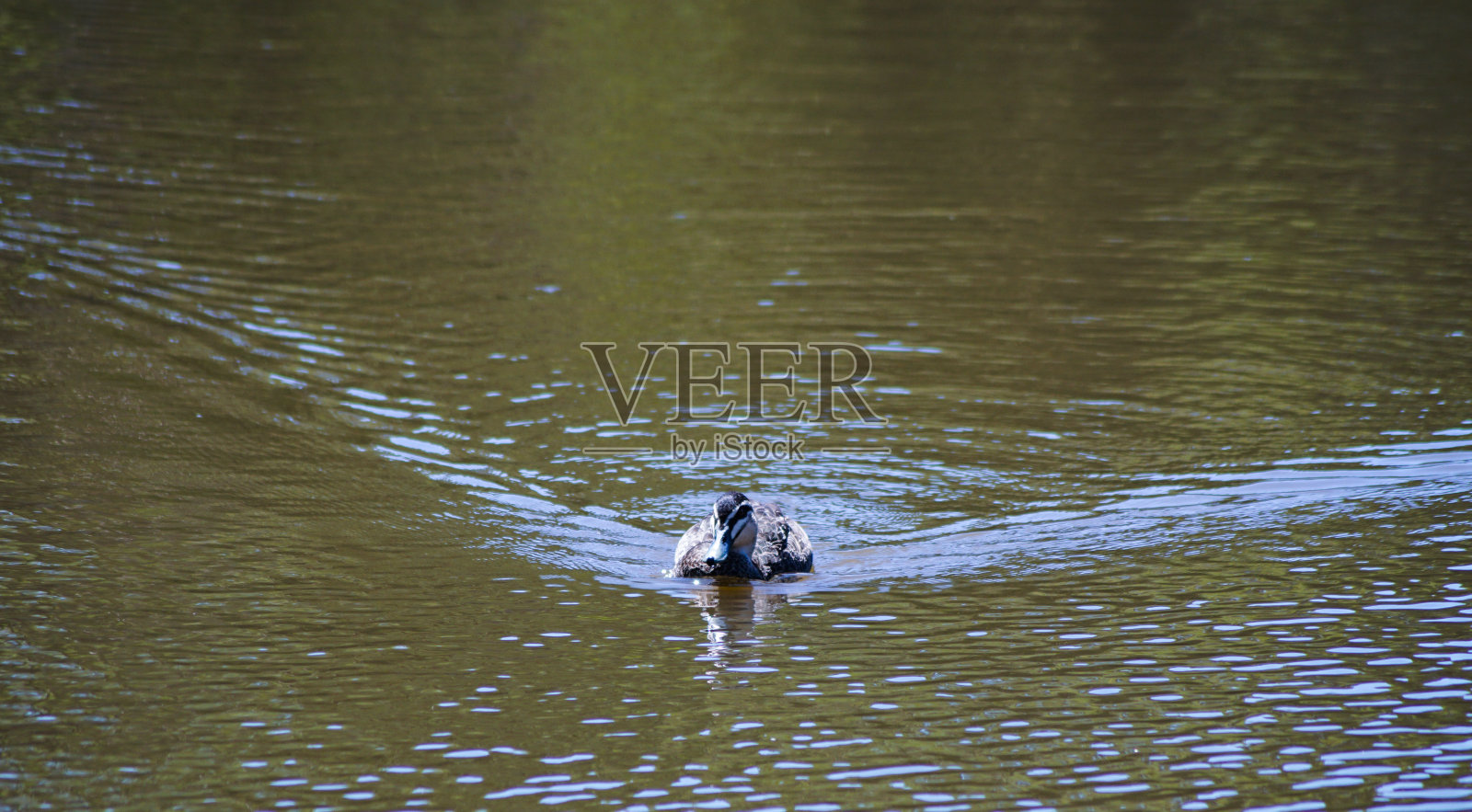 鸭子在水上游泳照片摄影图片