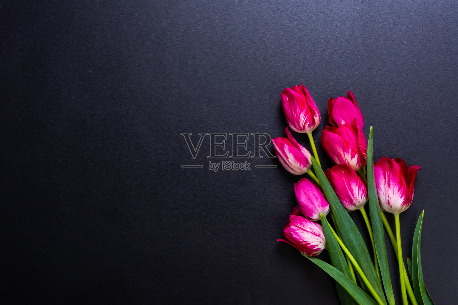 石墨背景与粉红色郁金香照片摄影图片
