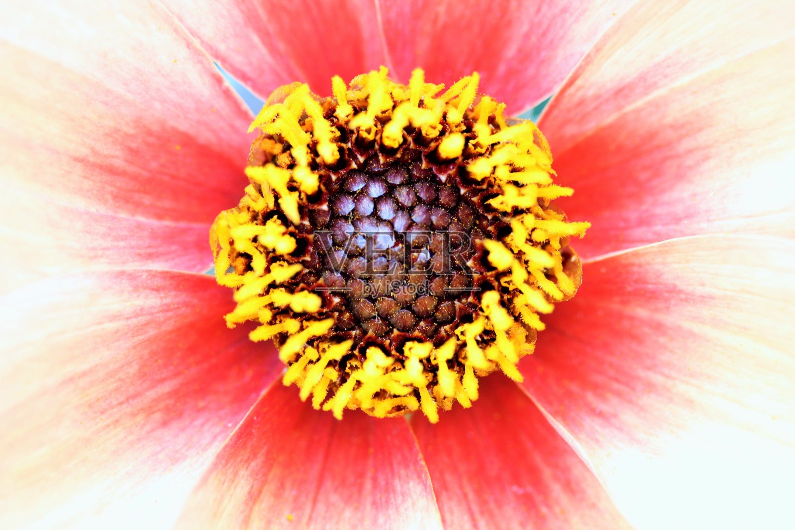 花放大照相照片摄影图片