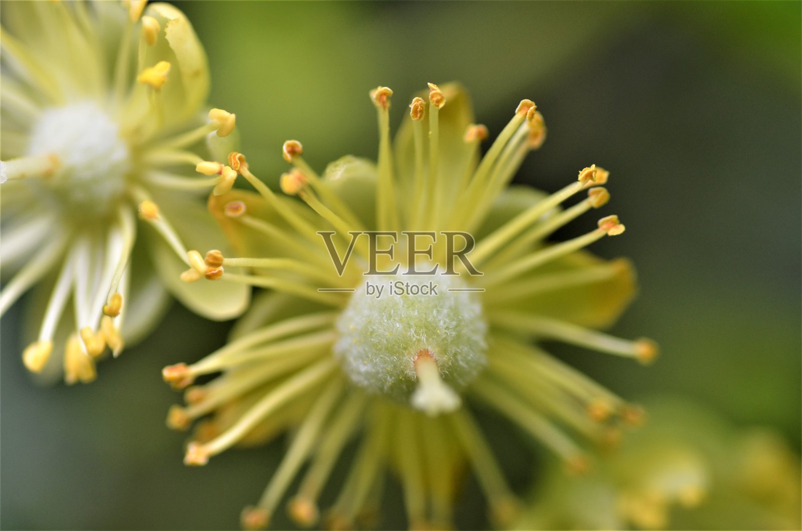 花照片摄影图片