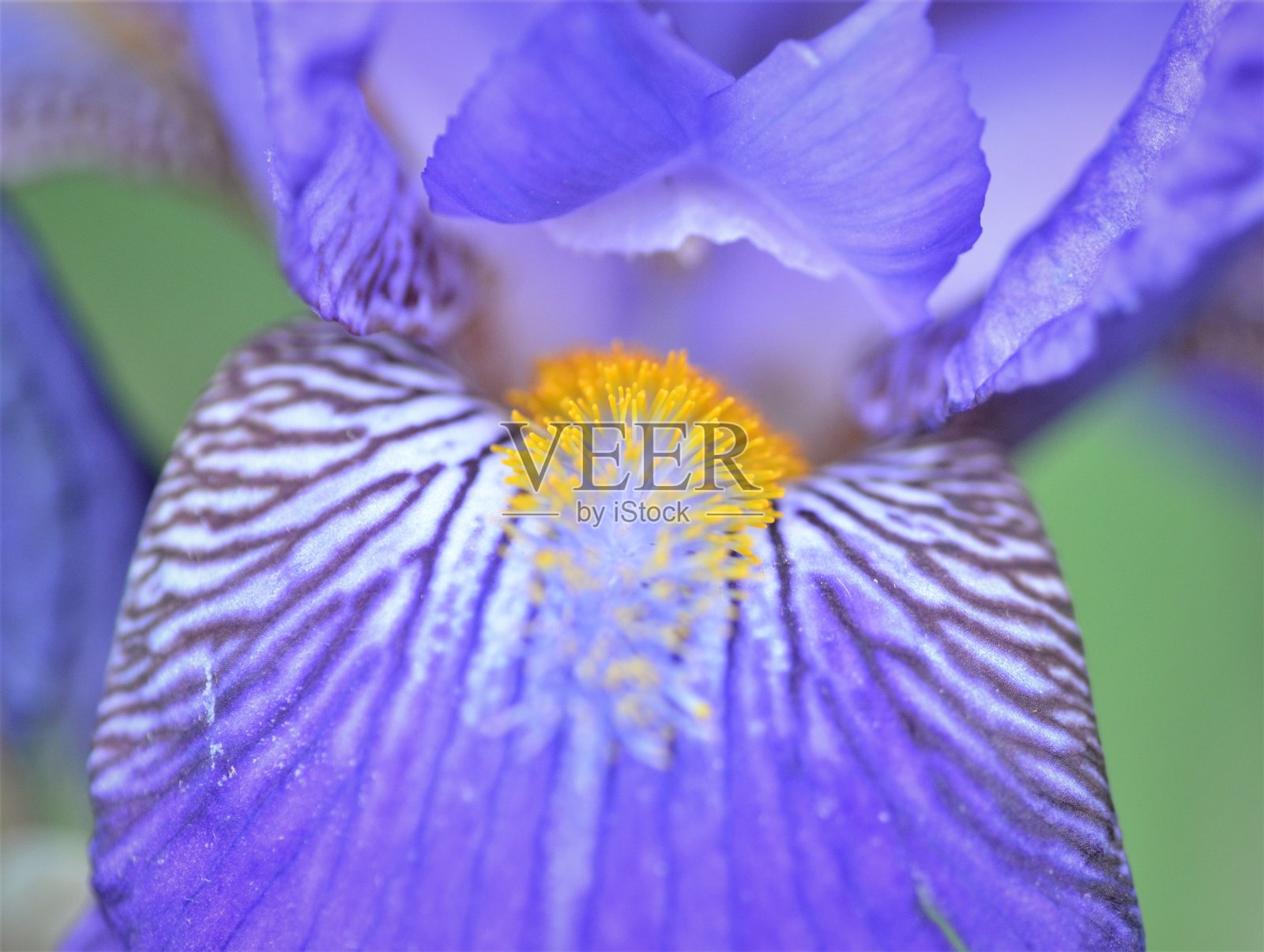 花照片摄影图片