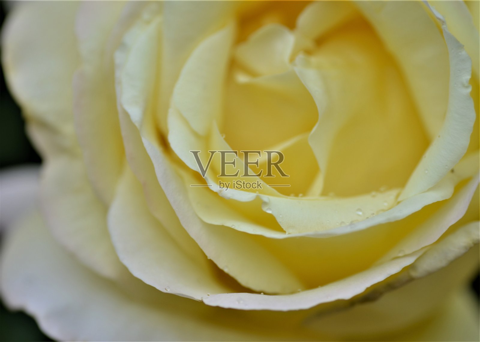 花照片摄影图片