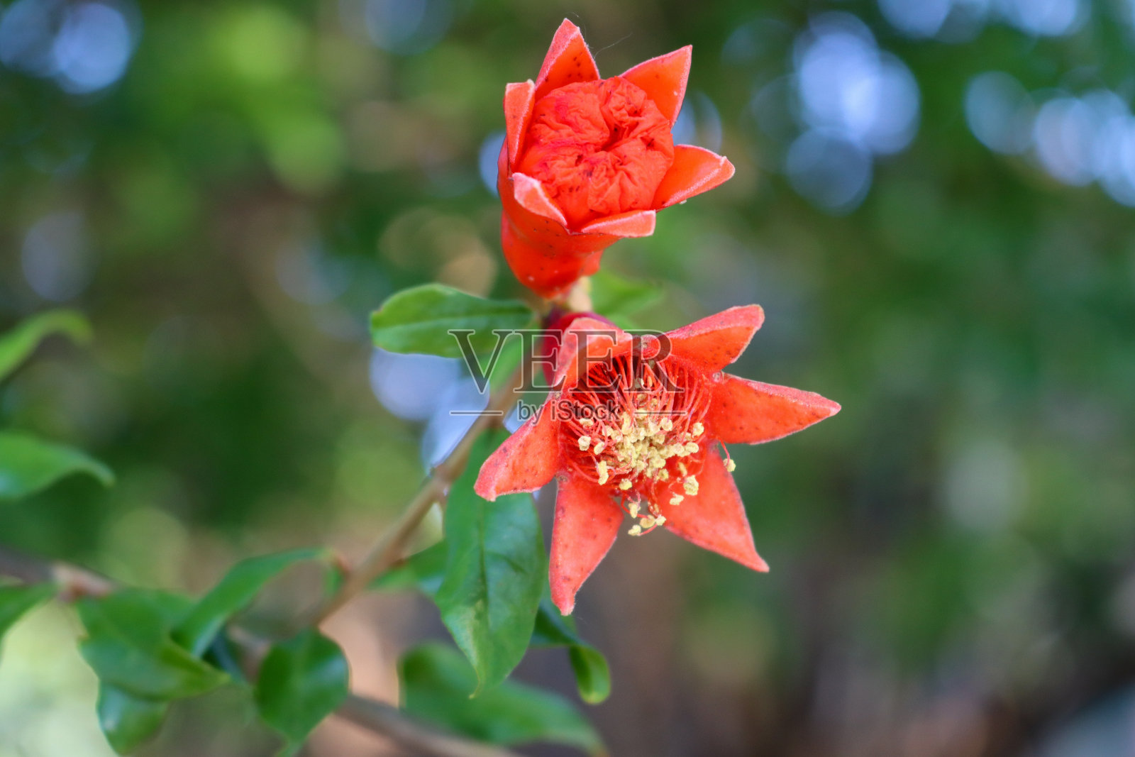 石榴花，一朵即将开放，一朵即将结出果实照片摄影图片