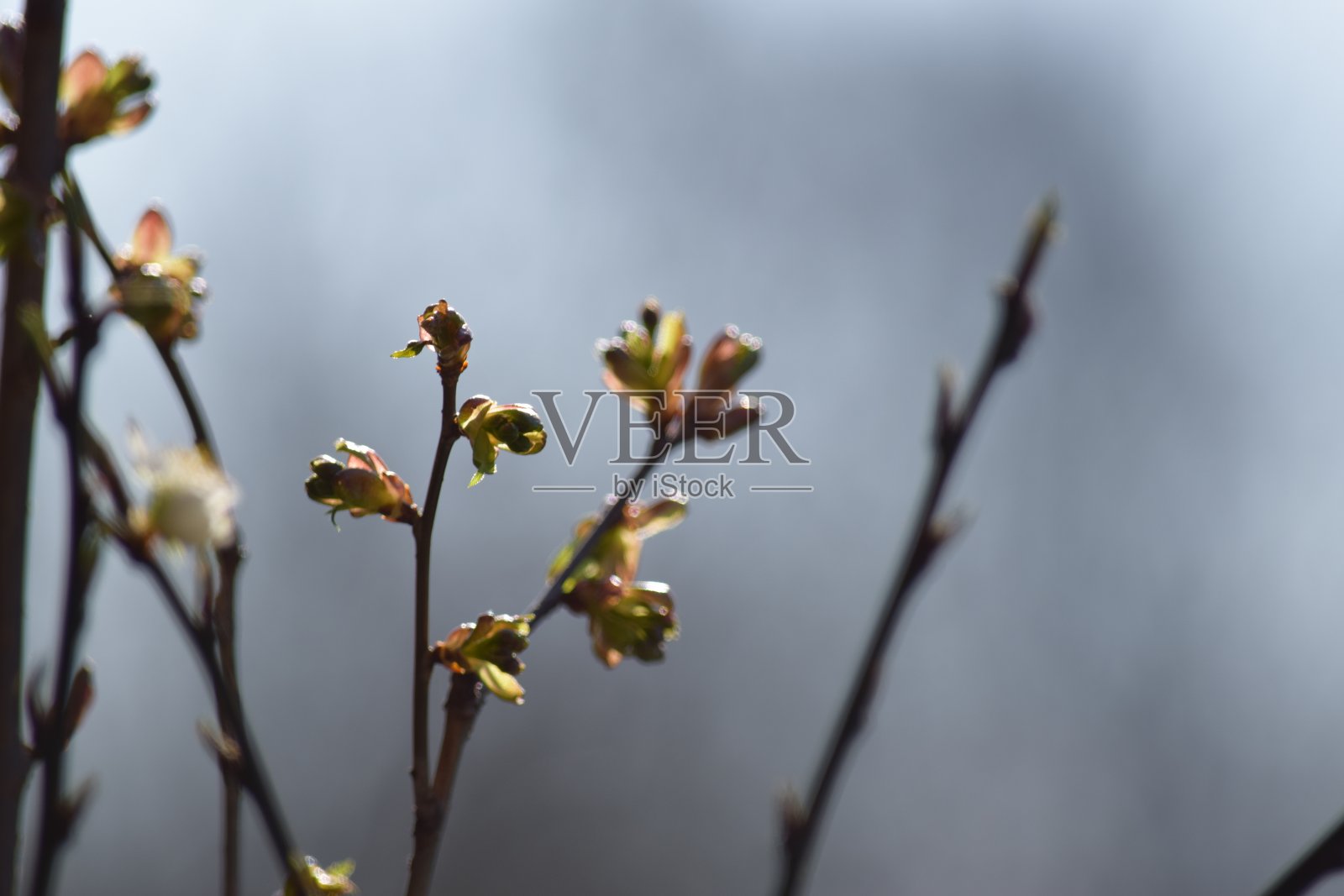 阳台上的樱桃树照片摄影图片