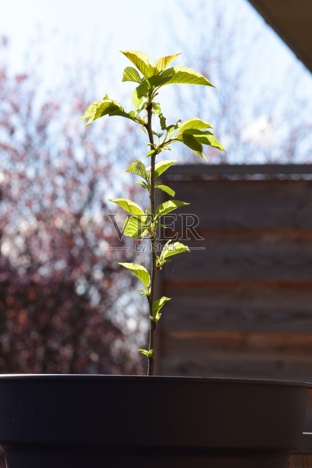 嫩茎，刚生长照片摄影图片