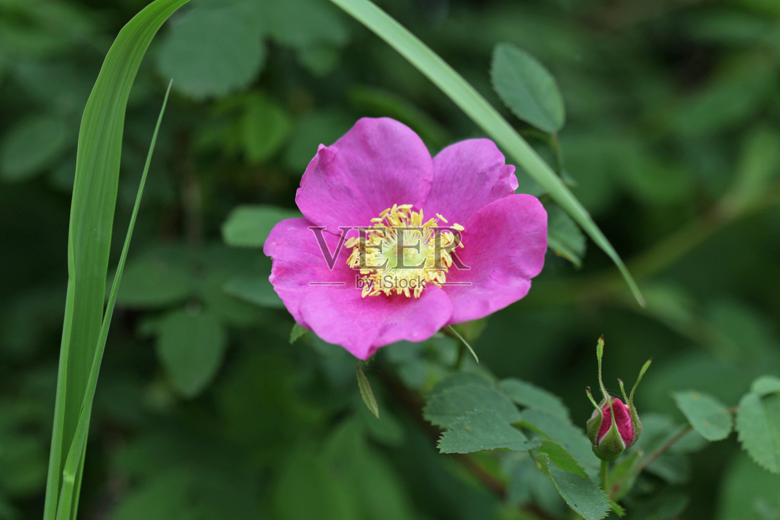 粉红色的野玫瑰在加拿大的春天盛开照片摄影图片