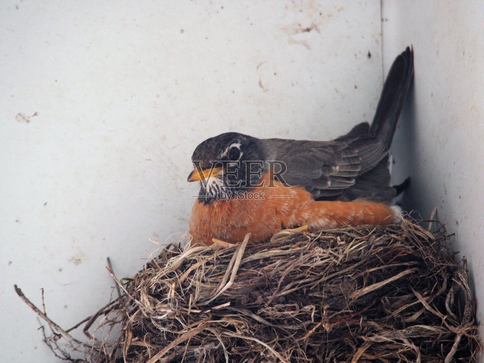 罗宾俯瞰小鸡照片摄影图片