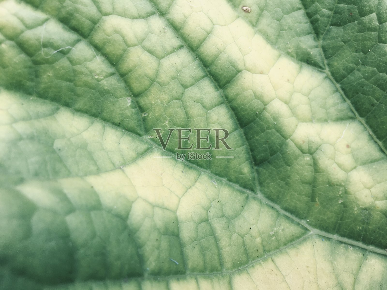 黄绿色的叶子有图案照片摄影图片