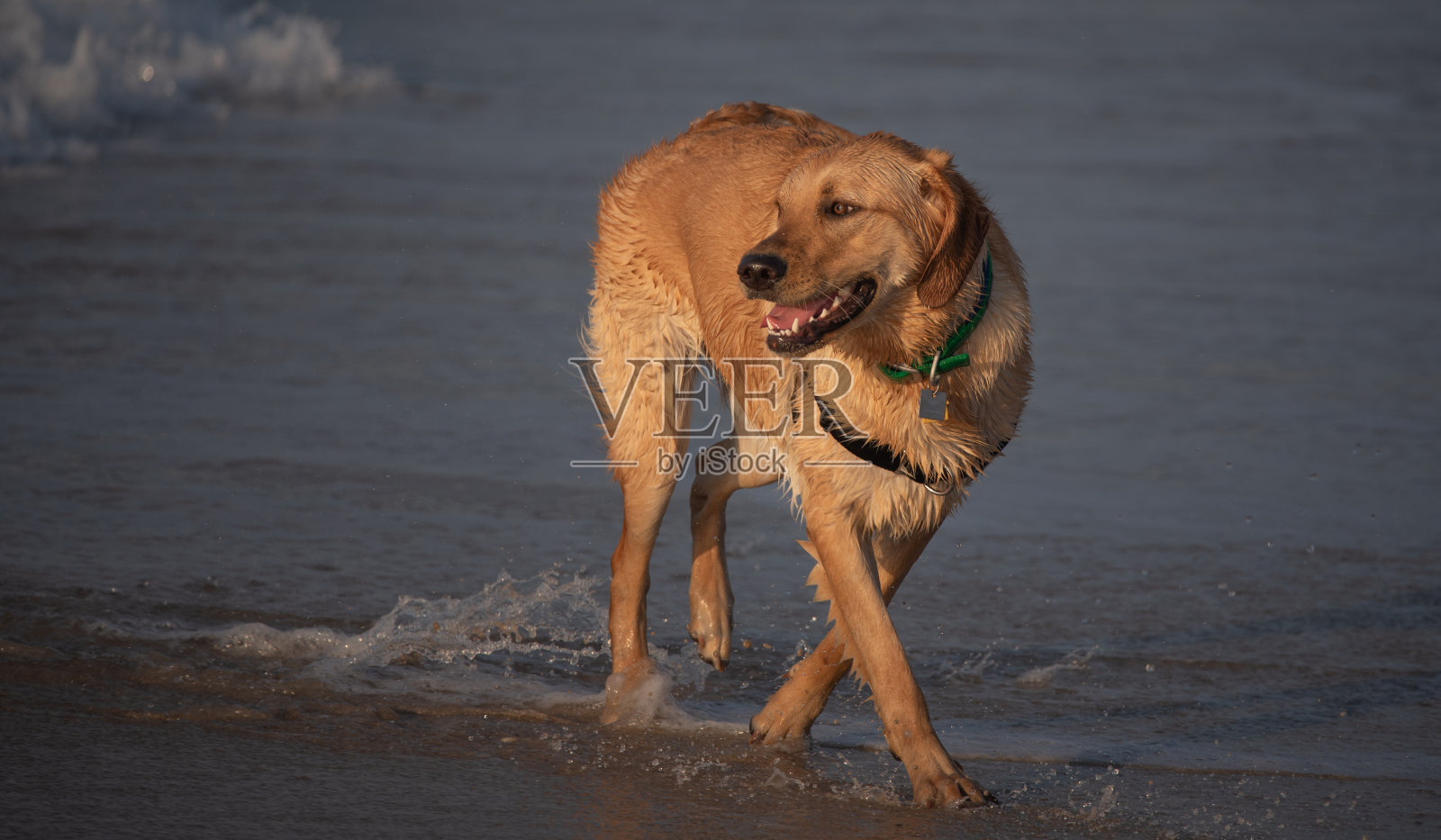 Goldador在起作用照片摄影图片