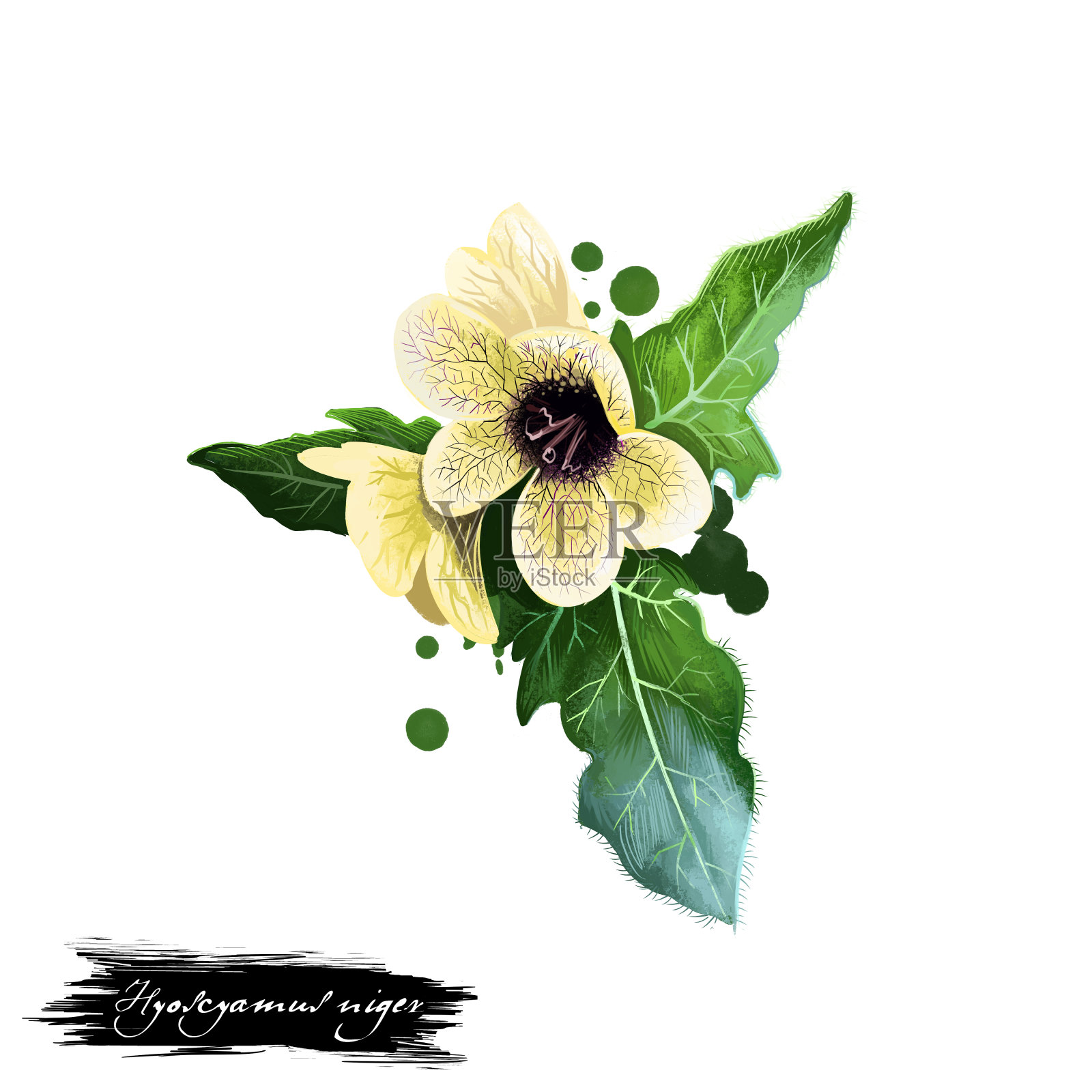 阿育吠陀药草，开花。数字艺术插图与文字孤立在白色。健康的有机温泉植物用于治疗，制备药物的自然用途。插画图片素材