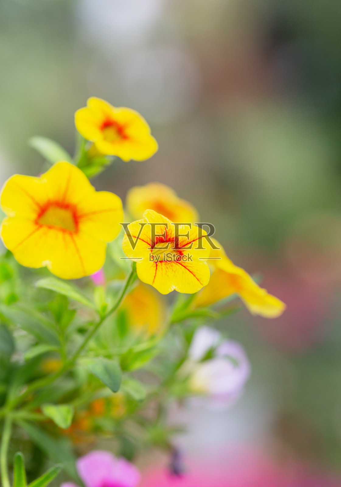 春季户外浓艳牵牛花、牵牛花(L.)Choisy照片摄影图片