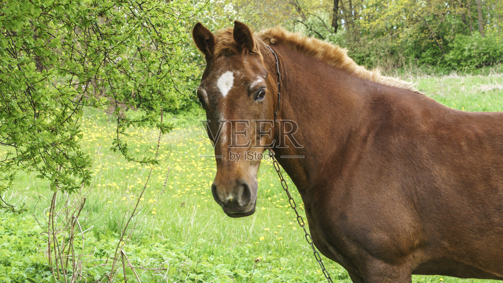 美丽的红色马与黑色长鬃毛在田野与树木和刷子。马在草地上吃草。马在田野里散步和吃绿草。美丽的自然背景。照片摄影图片