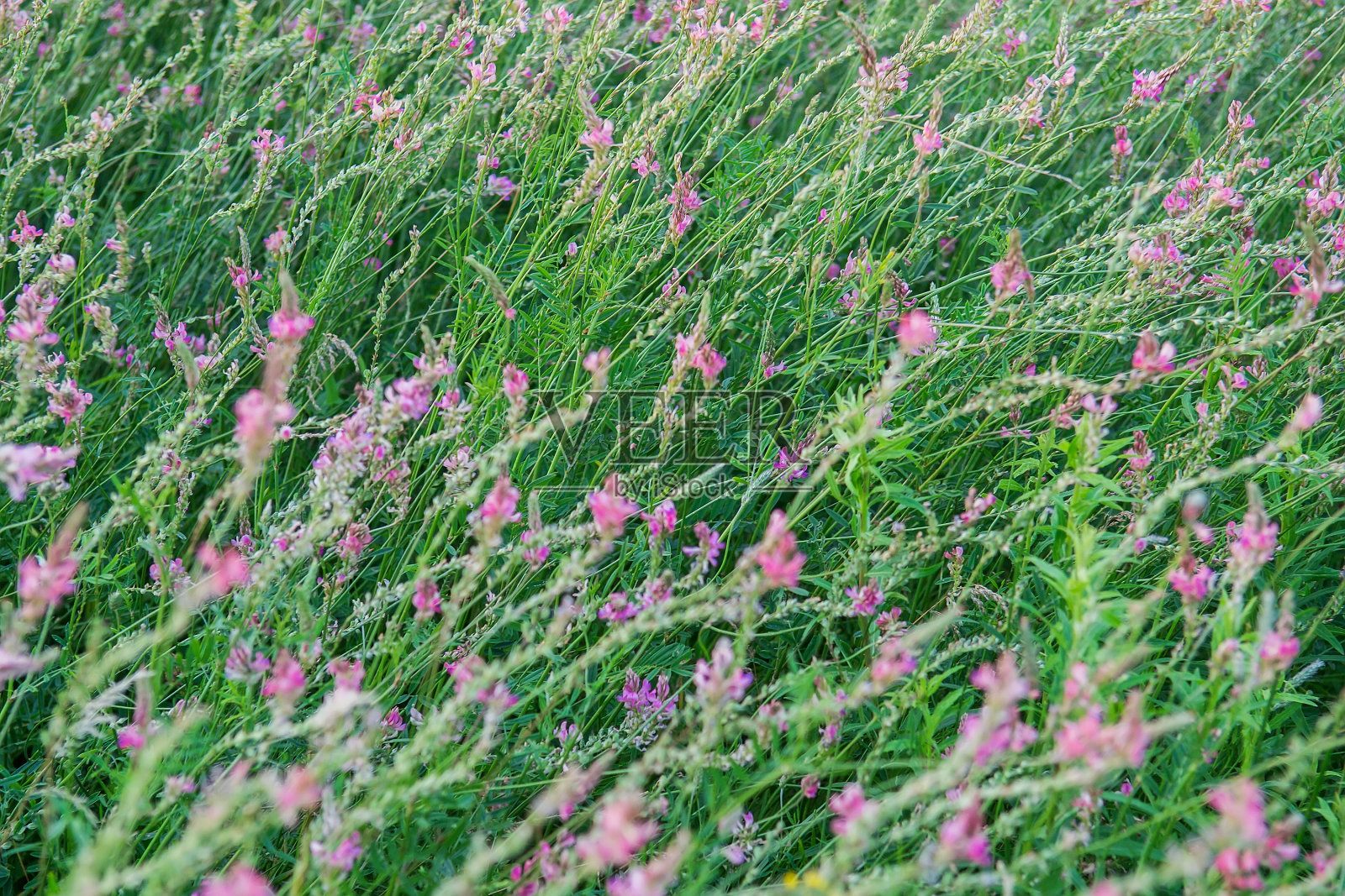 田野里的花照片摄影图片