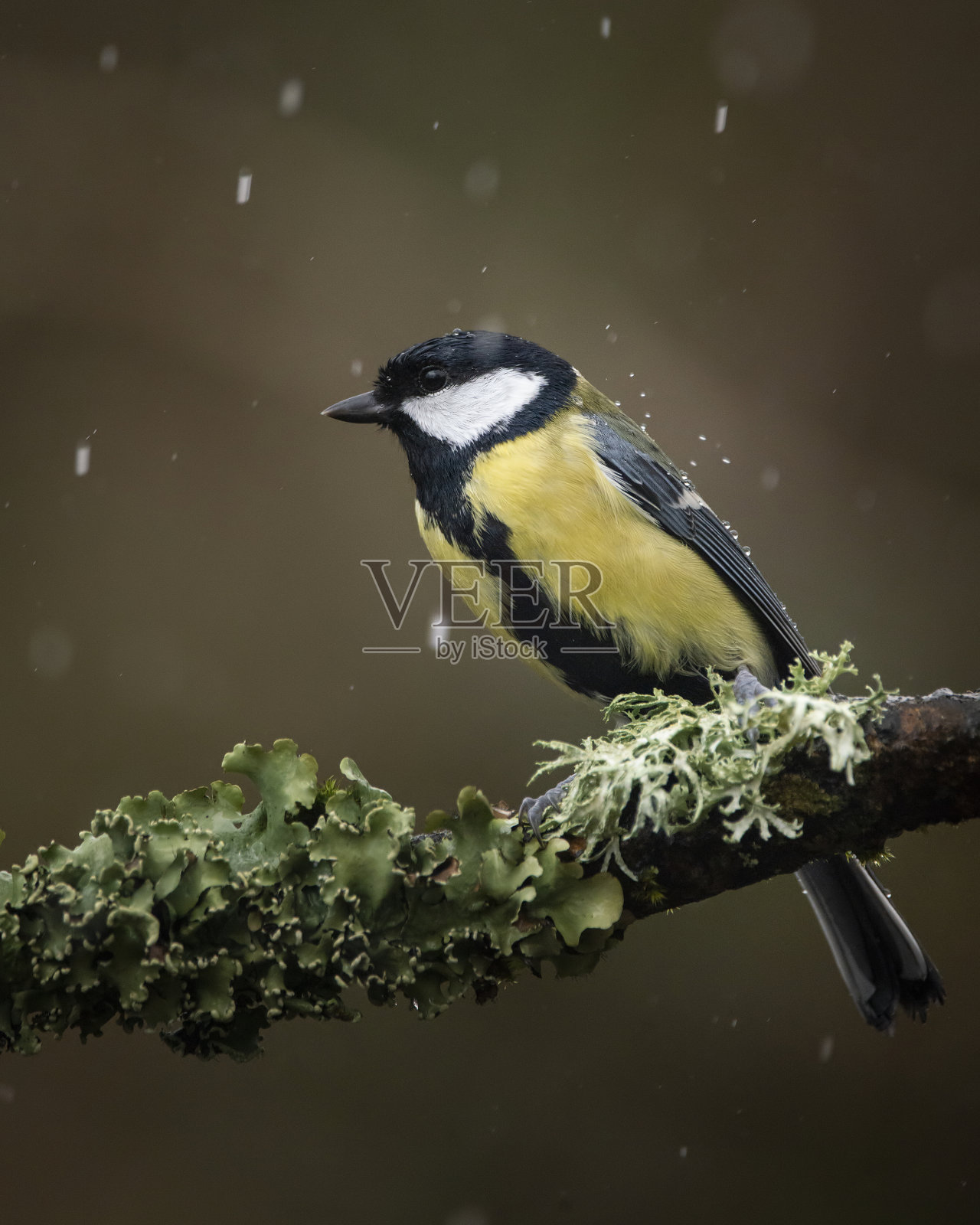 春天阳光明媚的花园中，枝头上的大山雀色彩鲜艳，生机勃勃照片摄影图片