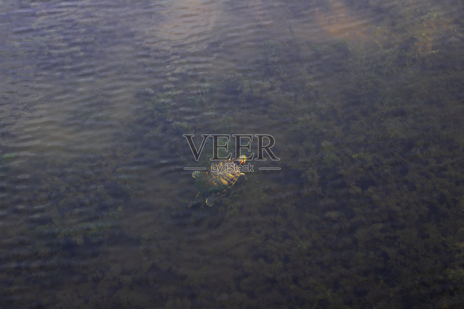 清水照片摄影图片