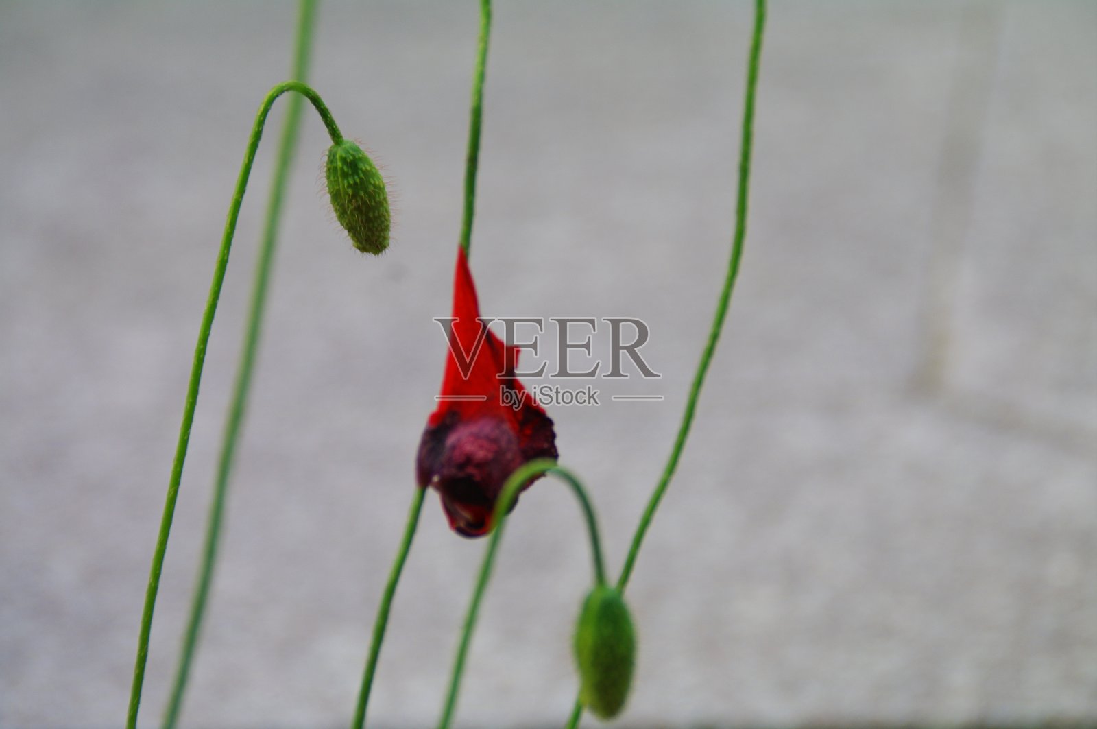 生命和死亡照片摄影图片