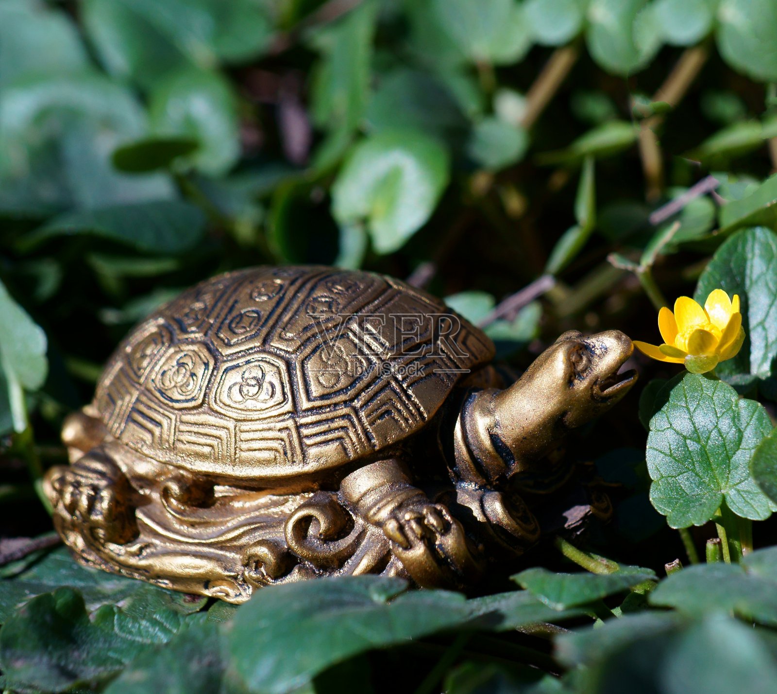 象征着好运和财政稳定。照片摄影图片
