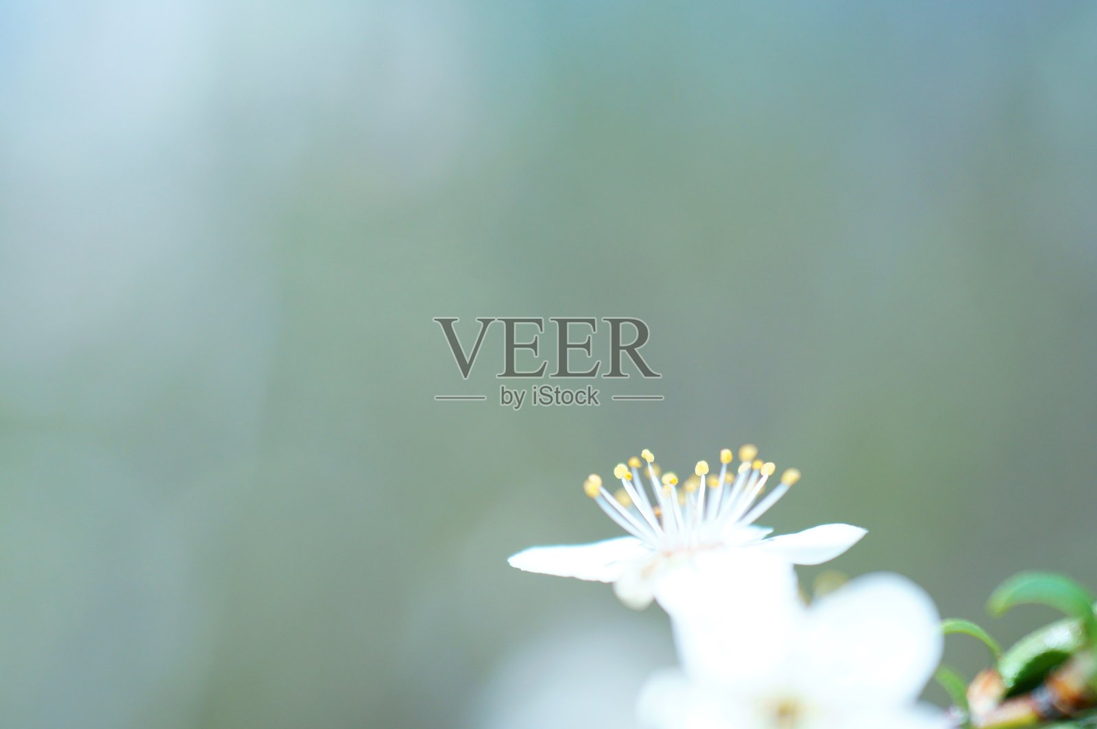 大自然中美丽的田野照片。美丽的野花和绿草。照片摄影图片