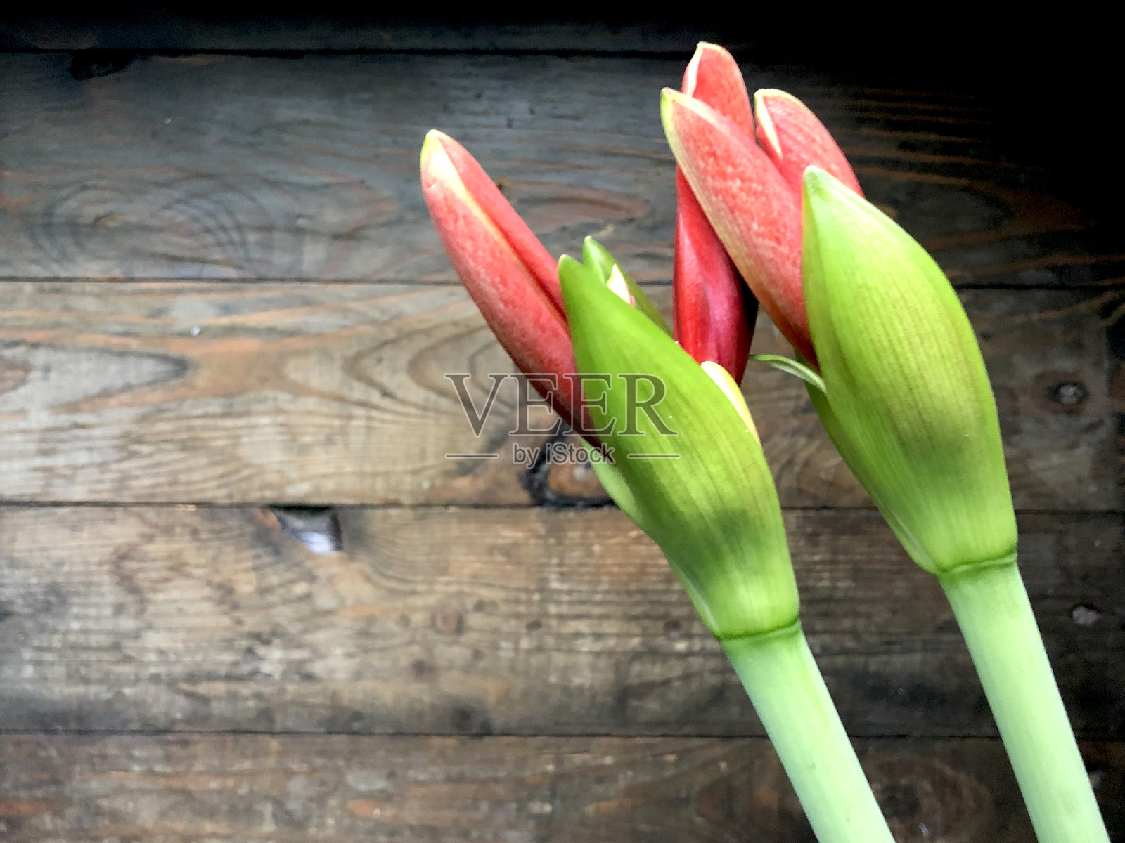 红色的孤挺花的花蕾在深色的树林中照片摄影图片