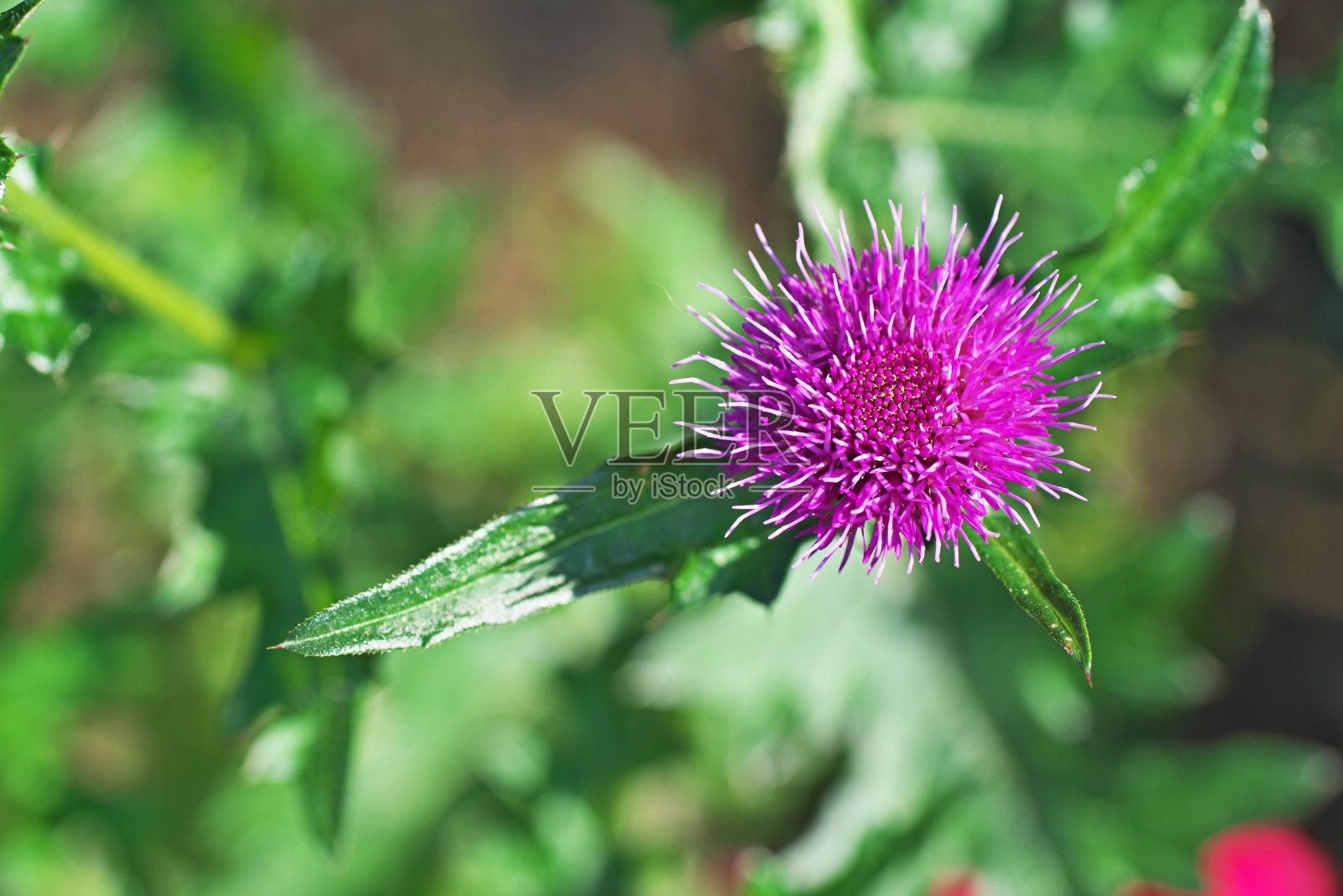 蓟照片摄影图片