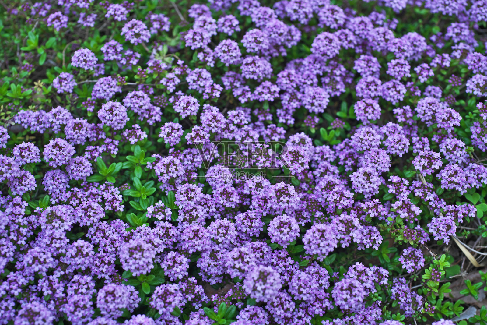 匍匐百里香照片摄影图片