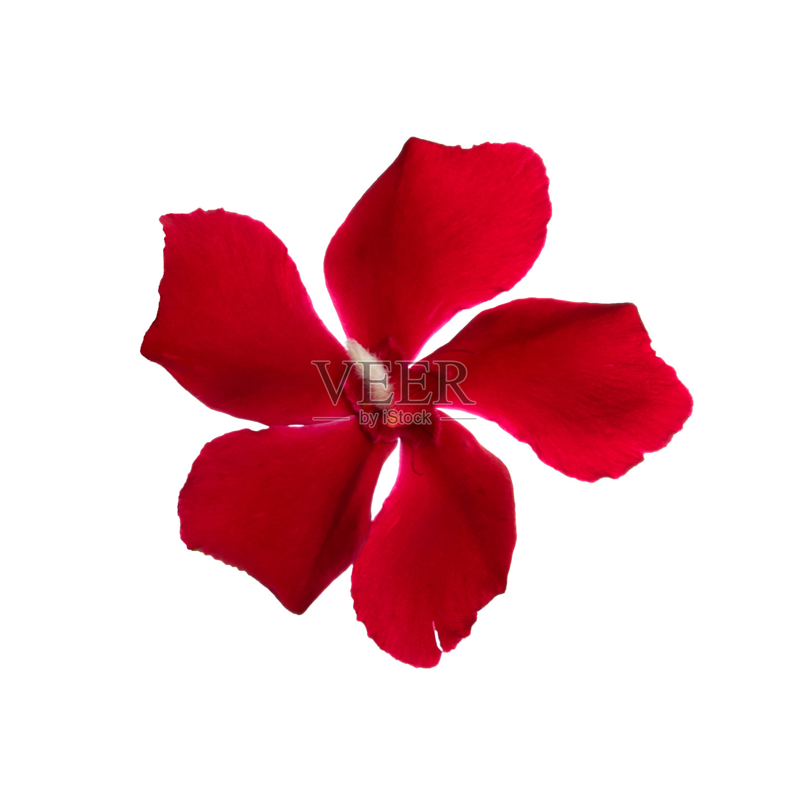 从白色背景中孤立的花的照片。照片摄影图片