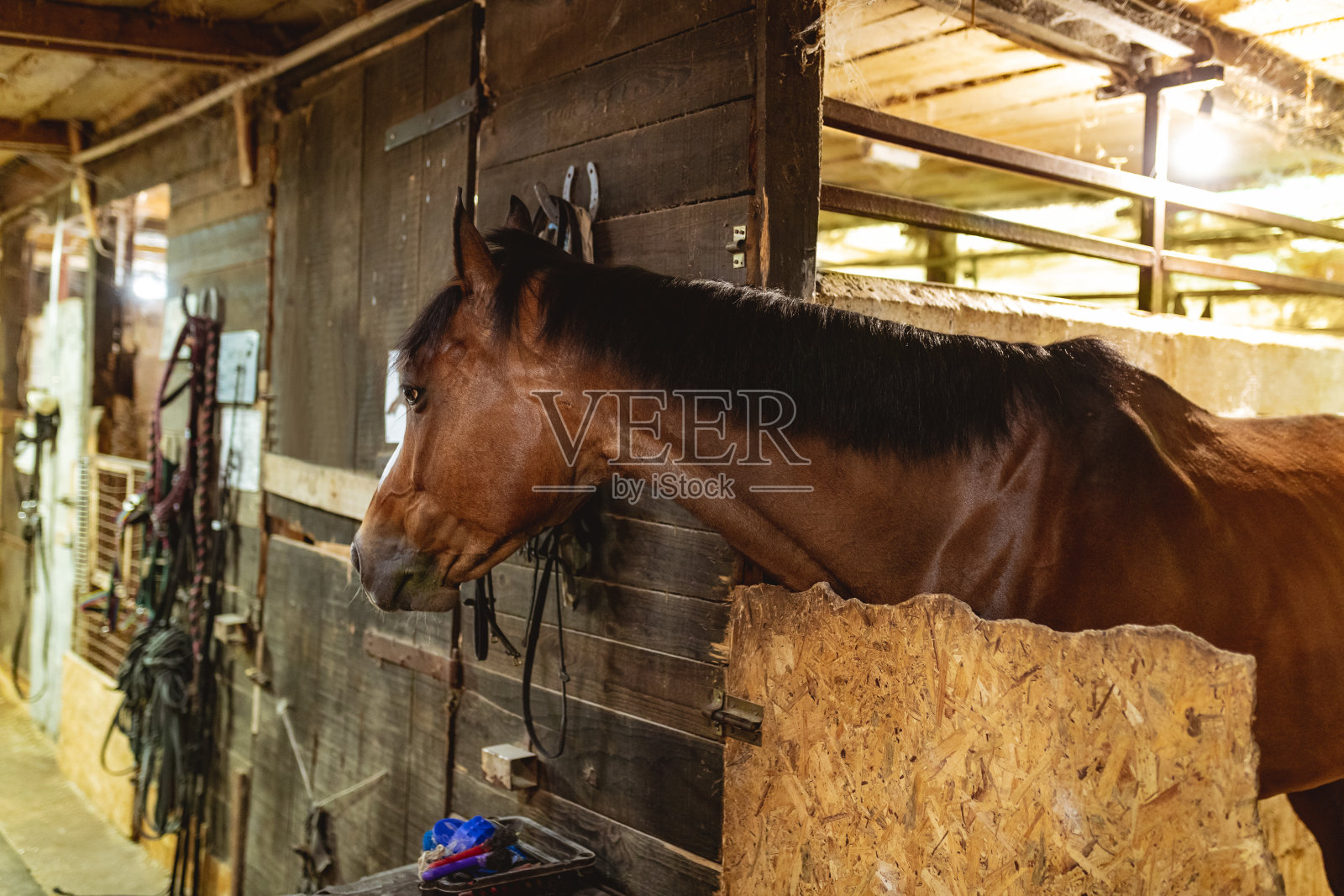 马厩里的棕色马照片摄影图片