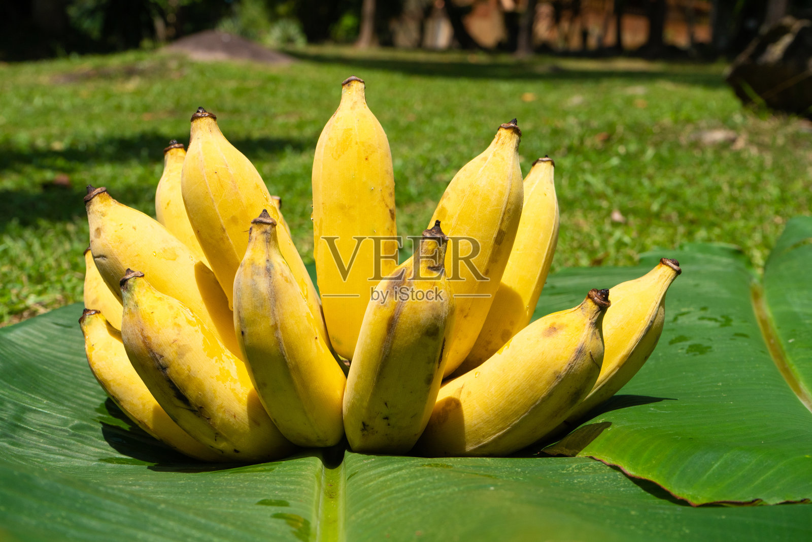 绿香蕉叶子上的一根多汁的黄色香蕉。成熟多汁的水果。照片摄影图片