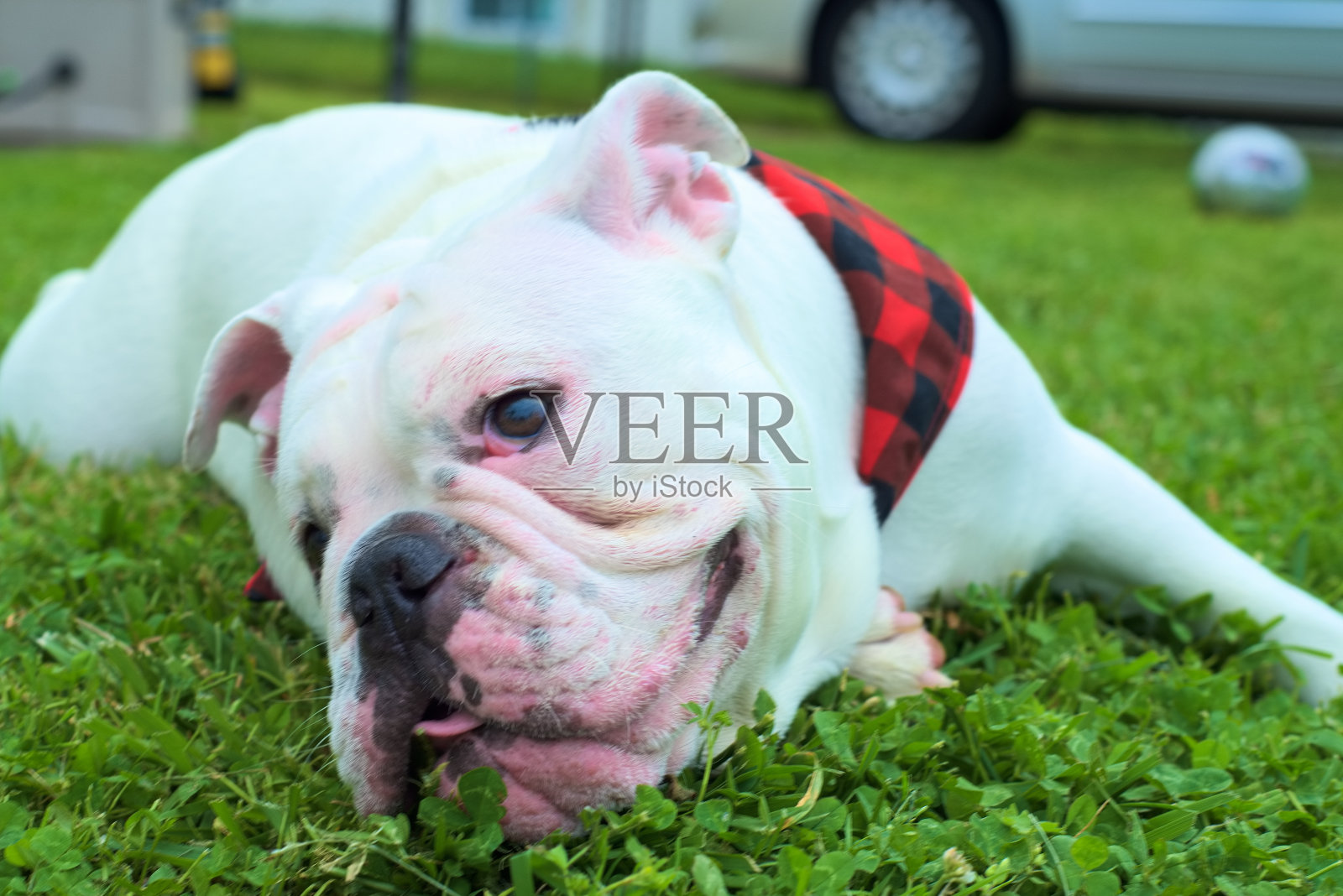 英国牛头犬。照片摄影图片