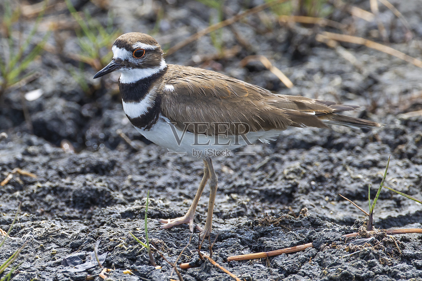 来源照片摄影图片