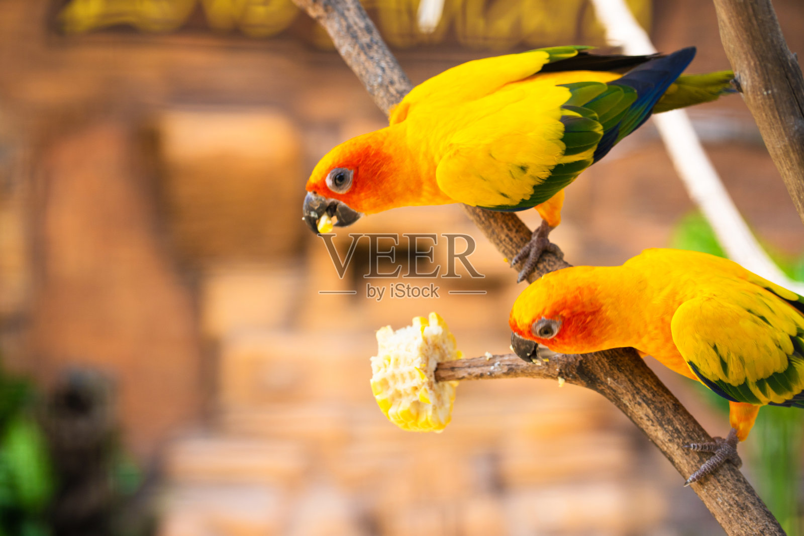 一对情侣，一只正在吃玉米的鲜橙色鹦鹉。观鸟照片摄影图片