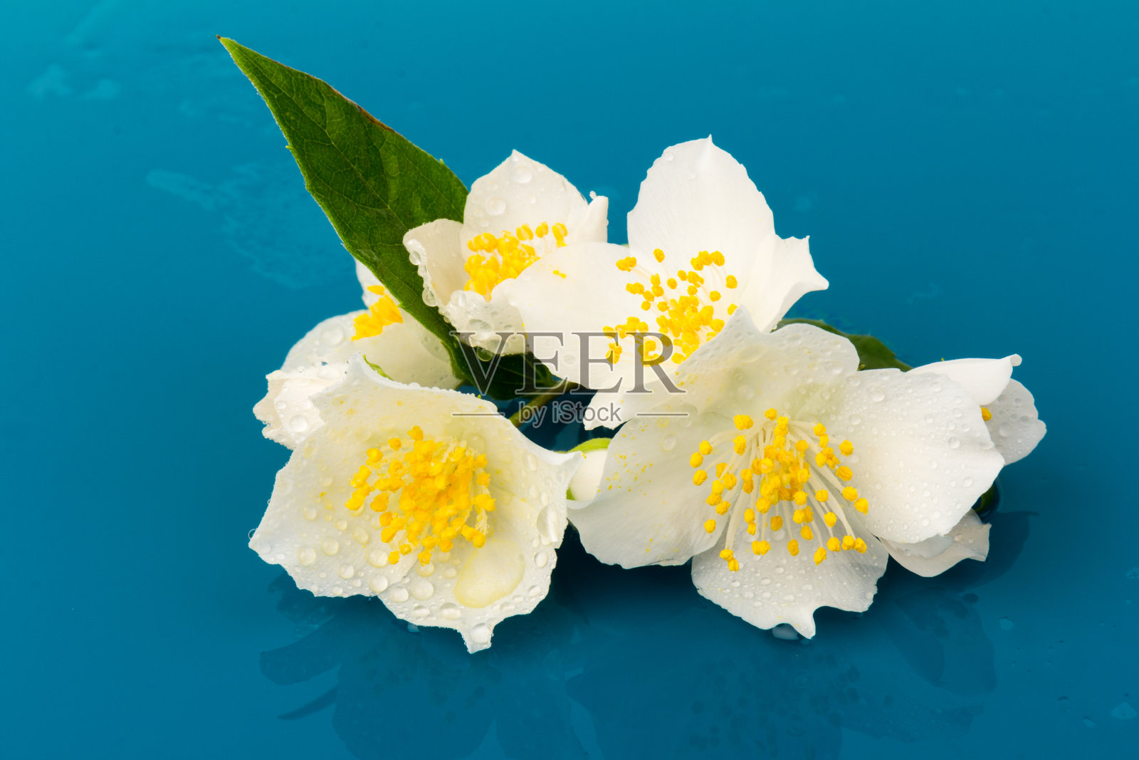 盛开的茉莉花孤立在蓝色背景，近照片摄影图片