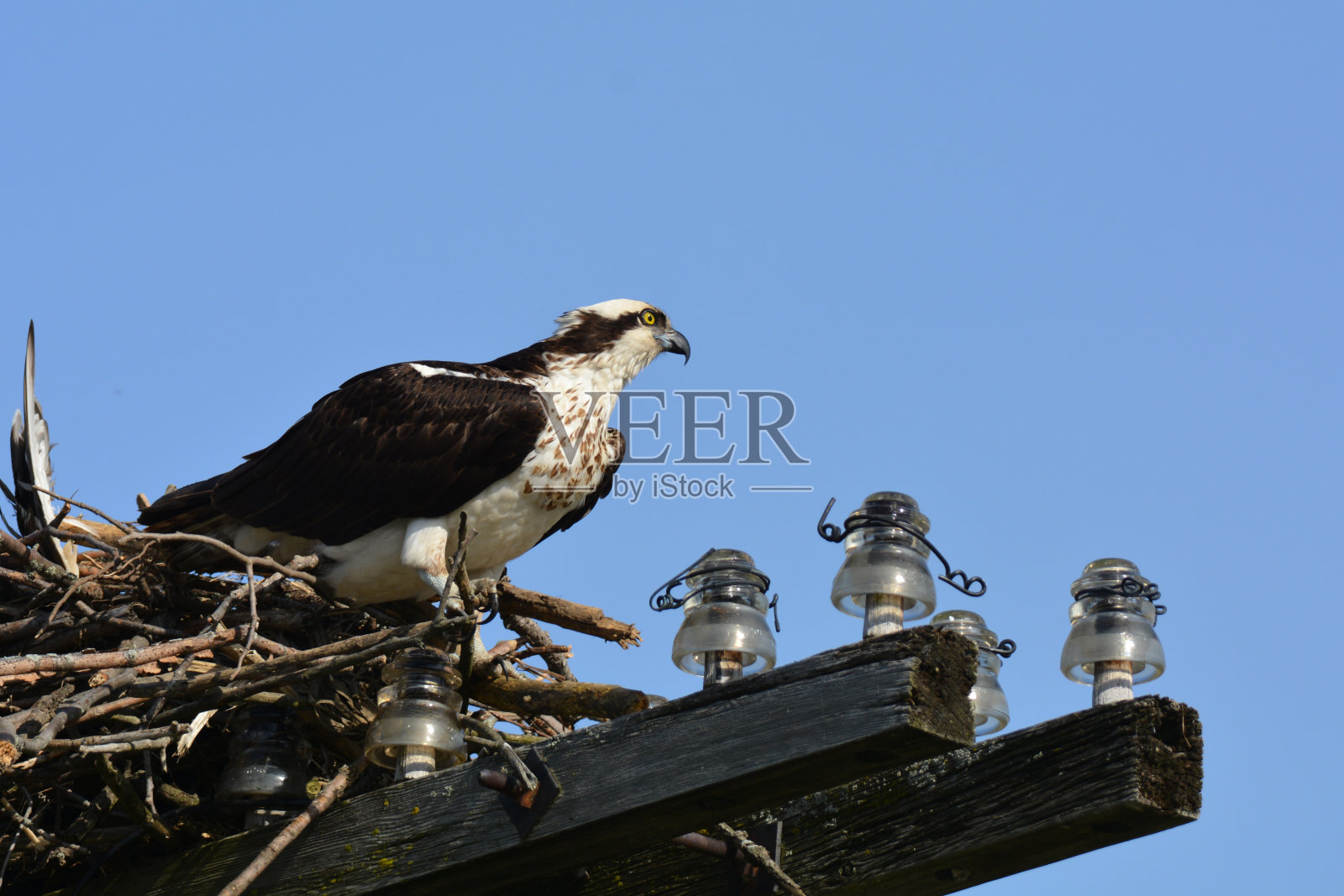 鱼鹰照片摄影图片