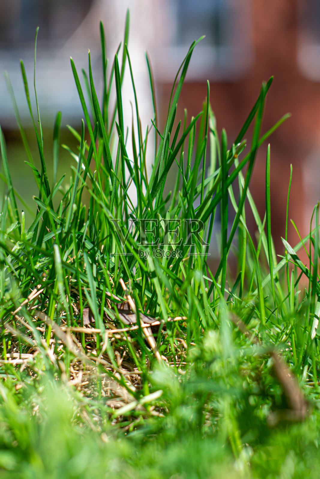 绿色新鲜的草紧挨着房子照片摄影图片