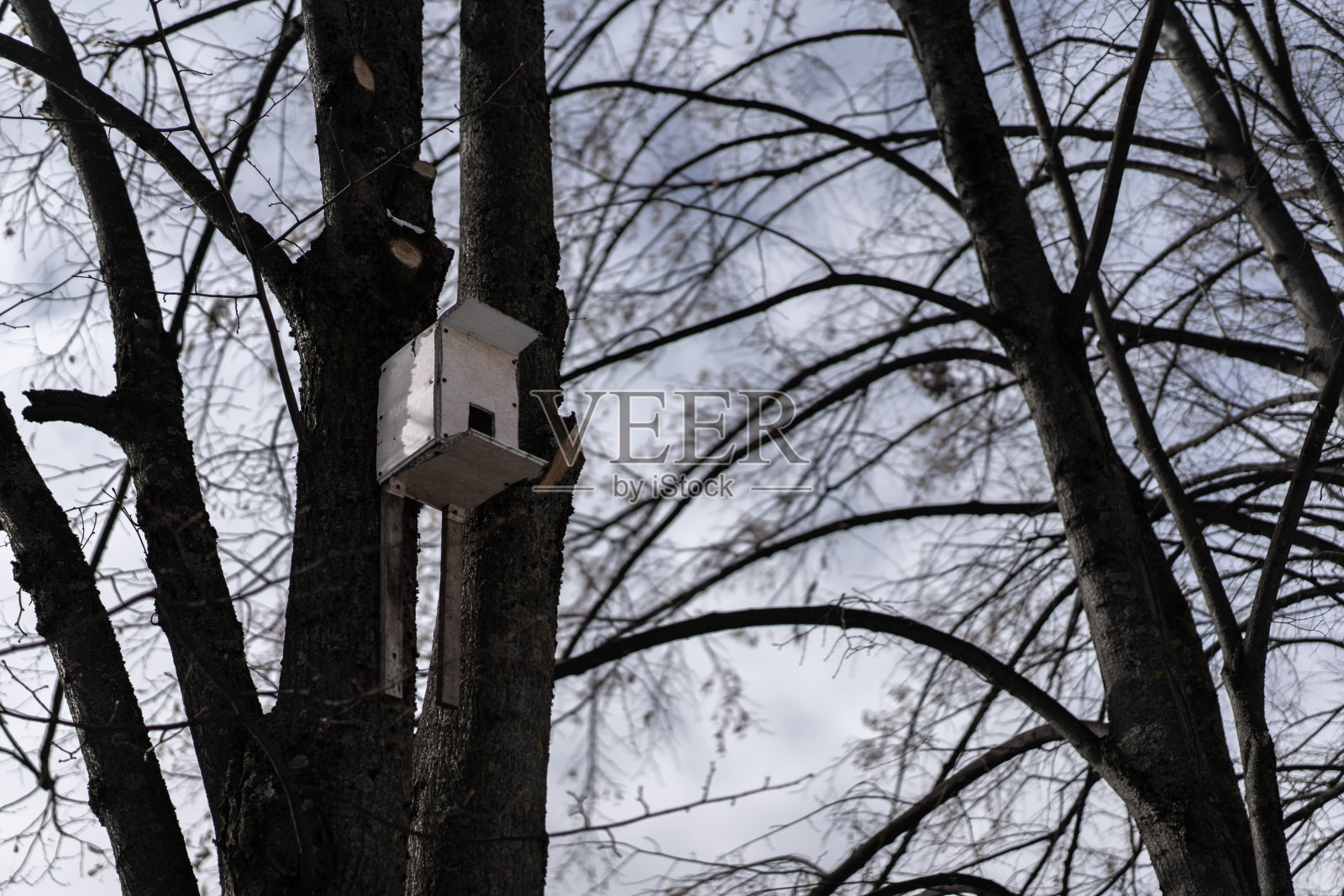 树上的鸟笼是为鸟儿准备的照片摄影图片