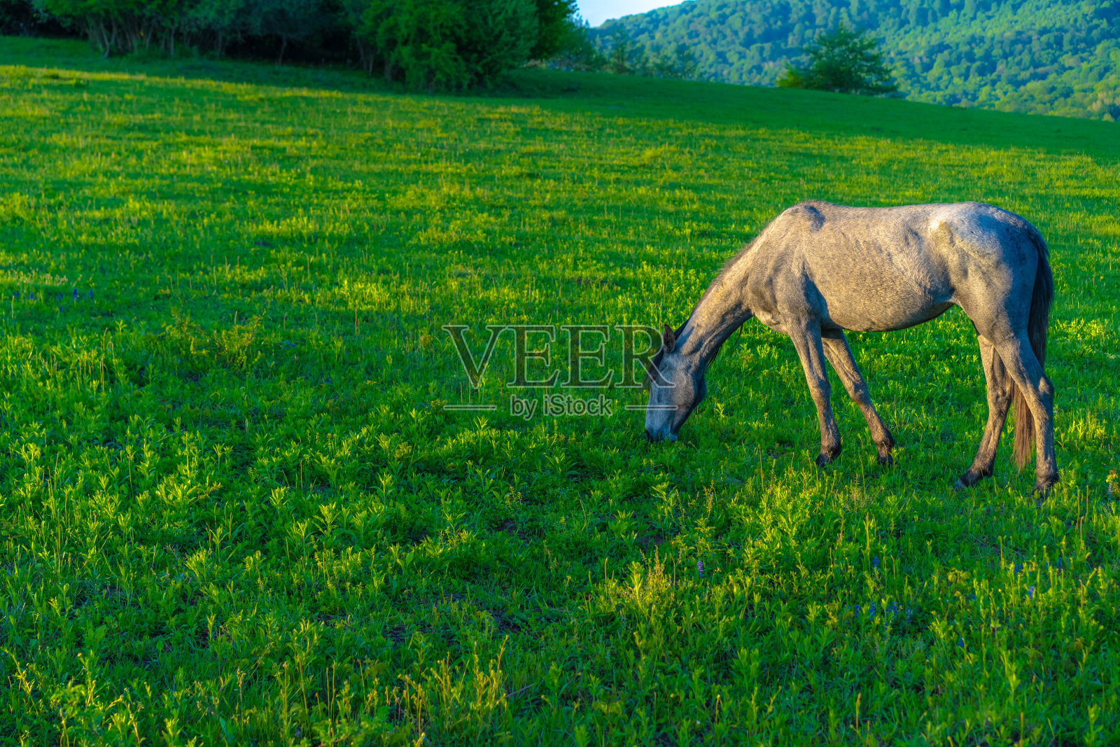 马在草地上吃草照片摄影图片