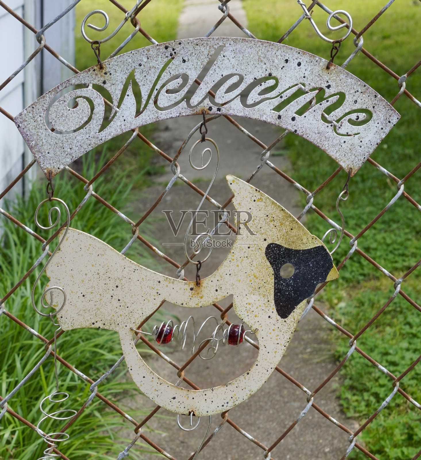 红衣主教可喜的迹象照片摄影图片