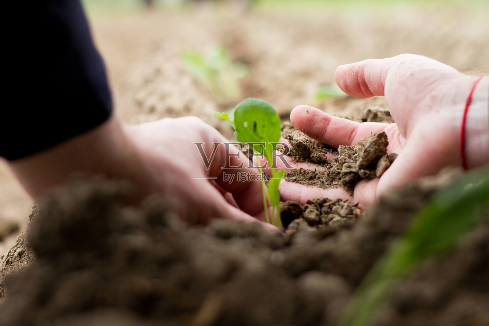 男性用双手触摸幼苗。照片摄影图片