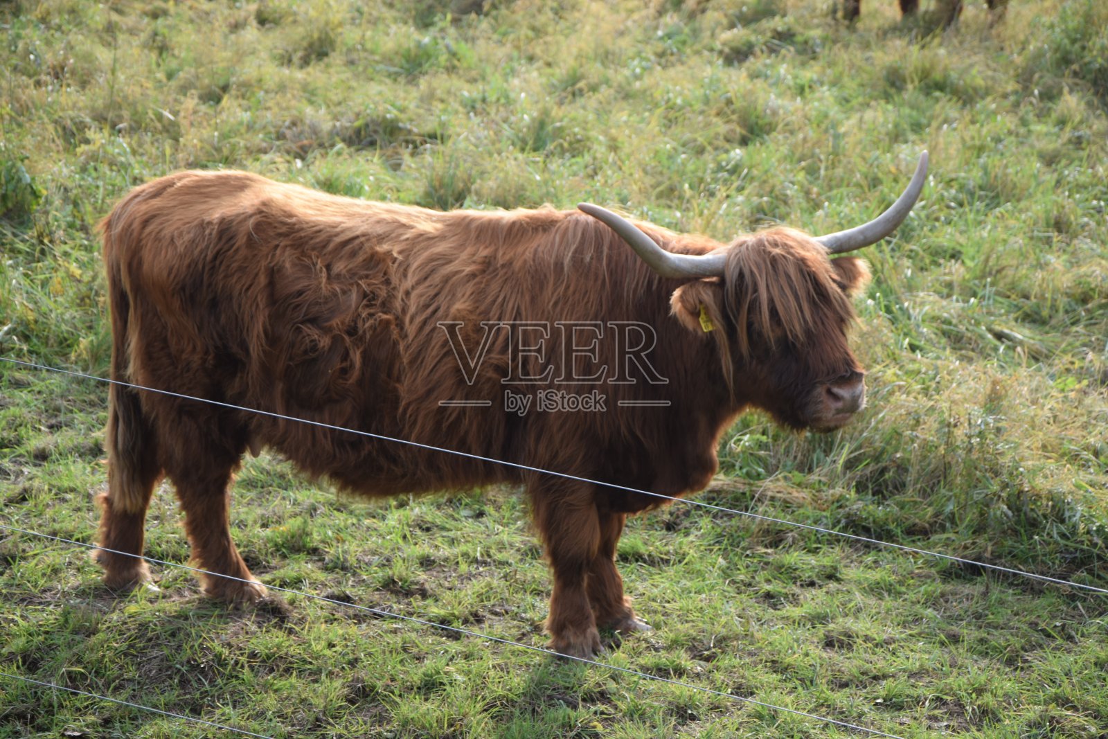 苏格兰高地牛照片摄影图片