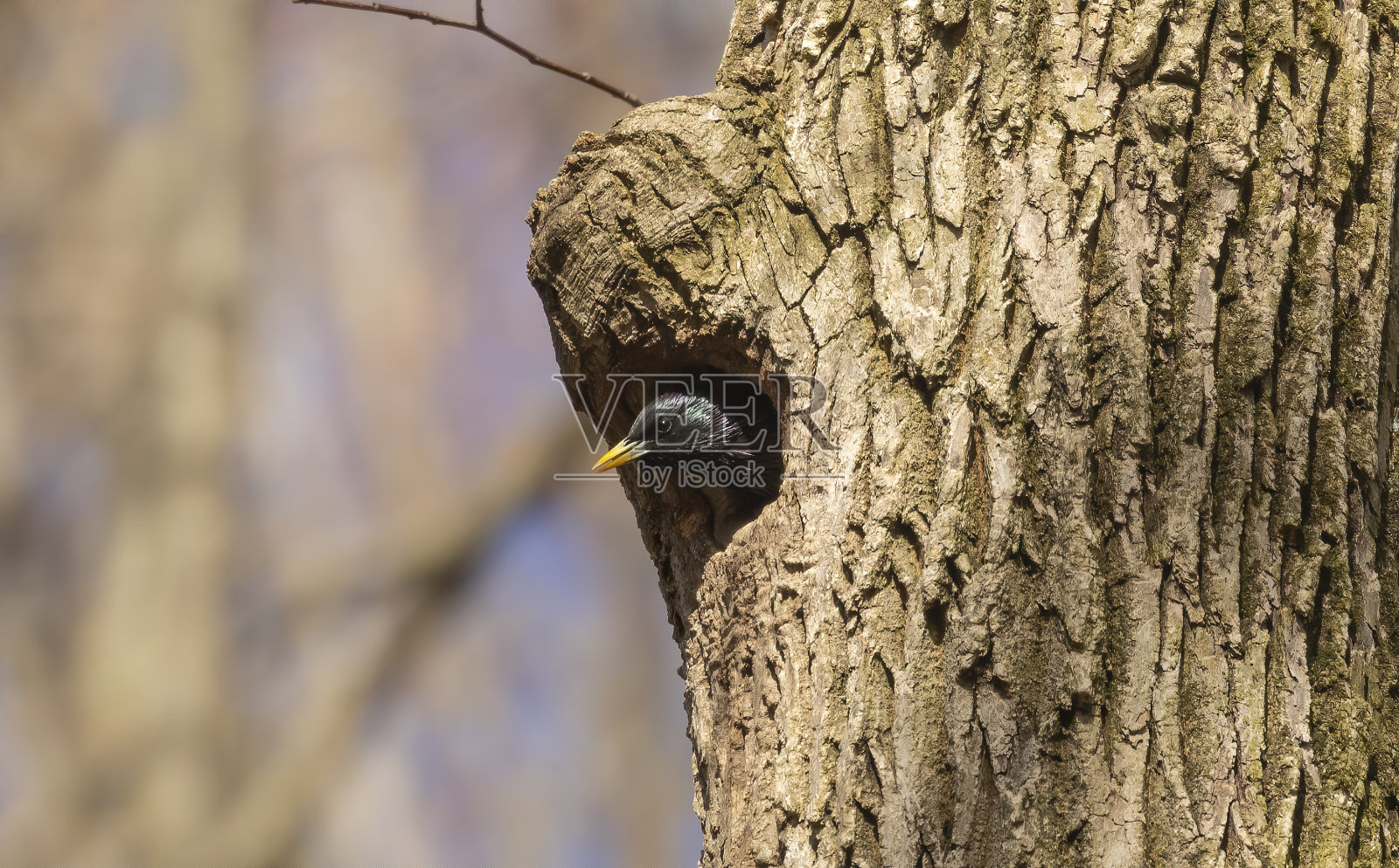 鸟。每年春天，欧洲椋鸟都会在威斯康星州城市公园的树上筑巢照片摄影图片