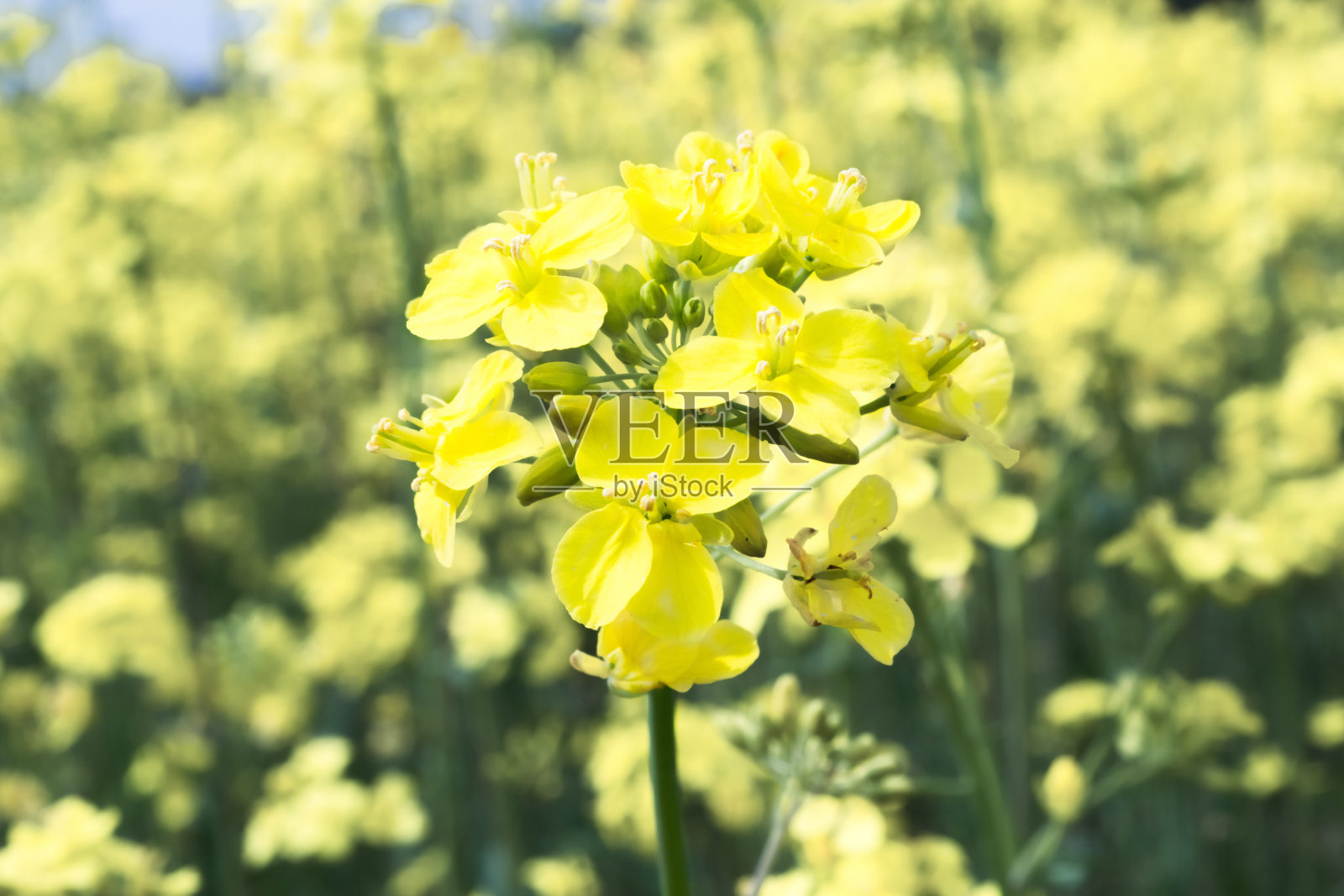 黄色油菜籽特写植物油菜籽在黄色的背景照片摄影图片