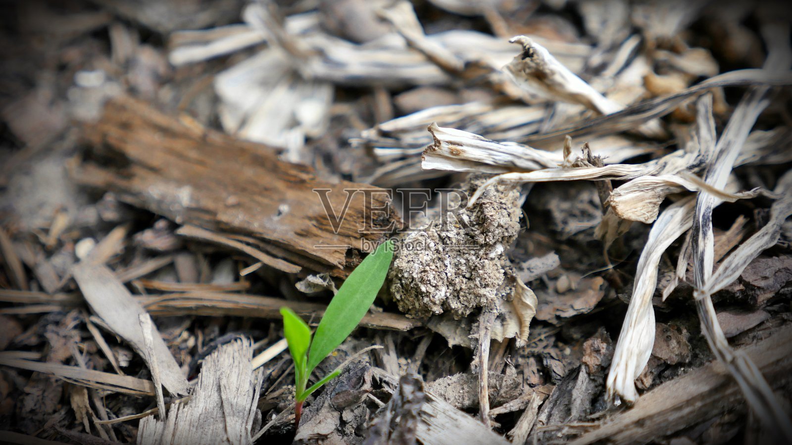 在春天发芽照片摄影图片