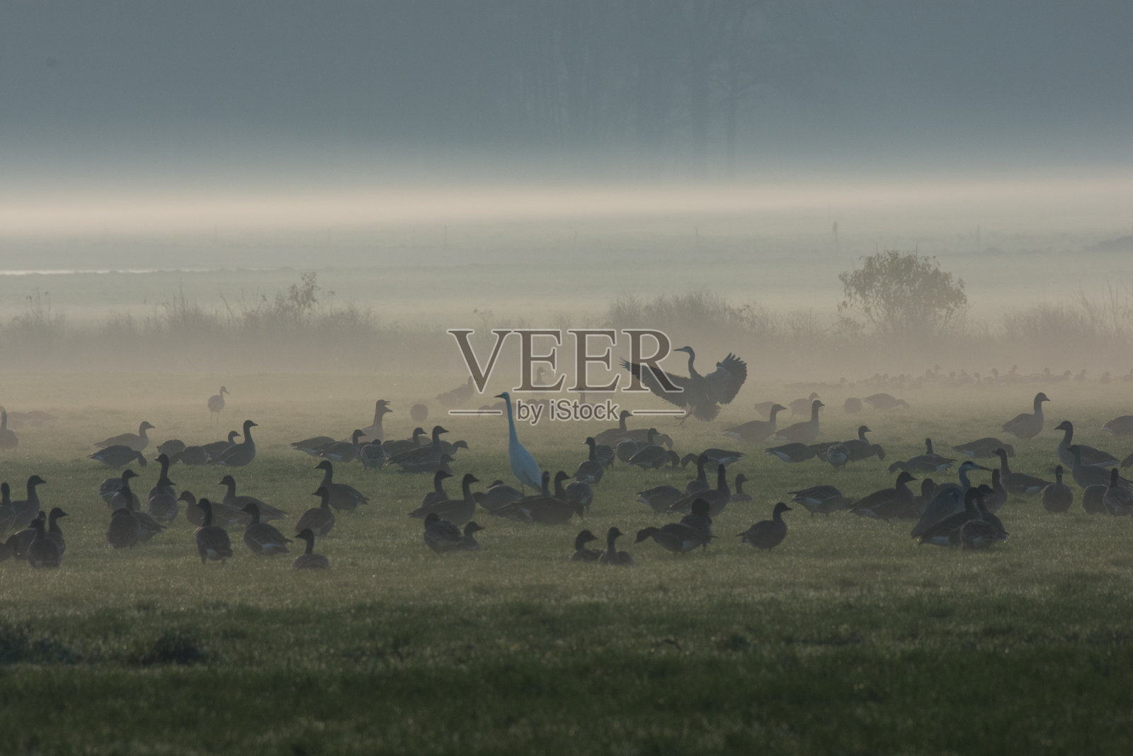 鹅和苍鹭在迷雾中的风景，福克特洛芬，福克特洛芬，弗里斯兰照片摄影图片
