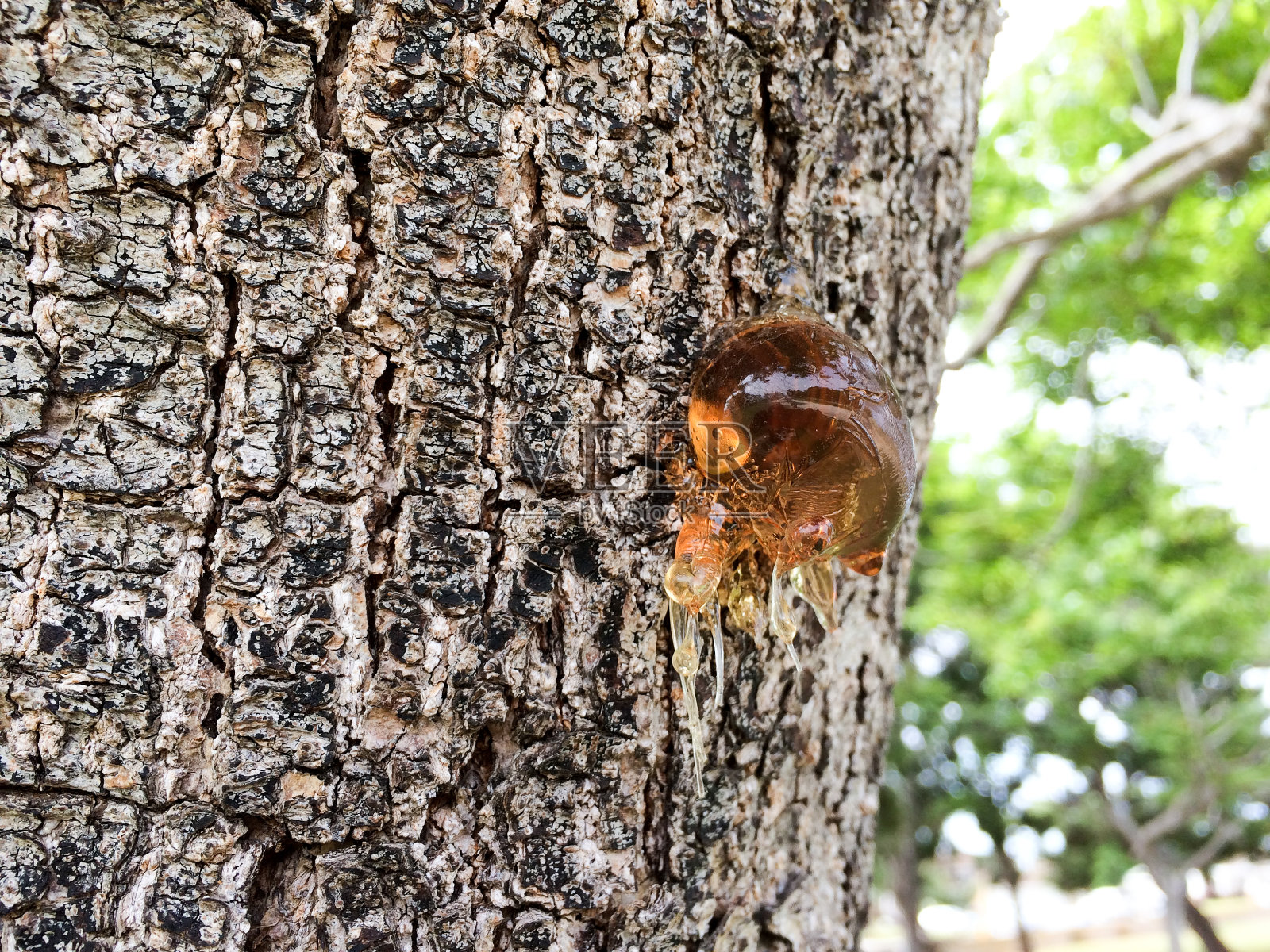 树液和树皮呈琥珀色，黑色，白色，天然底色照片摄影图片