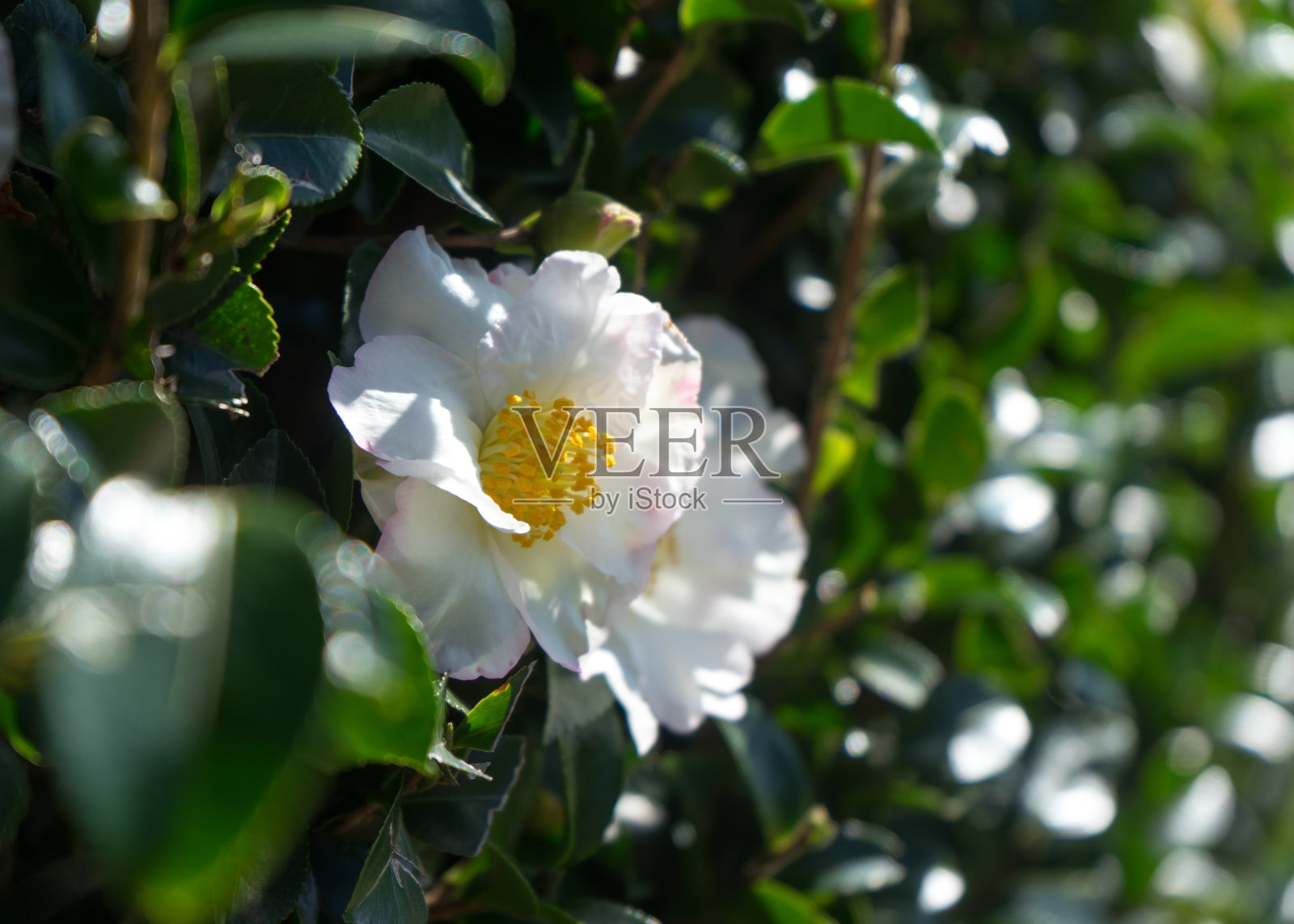 一个黄色和白色的茶花的近距离照片照片摄影图片