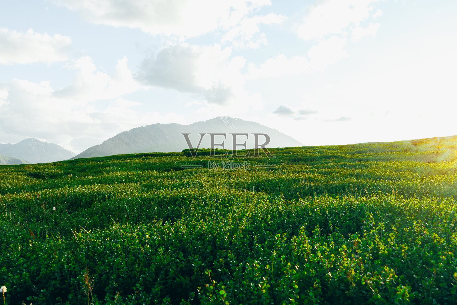 温柔的绿色山丘。牧场的动物与新鲜的绿色草在阳光充足的山谷照片摄影图片