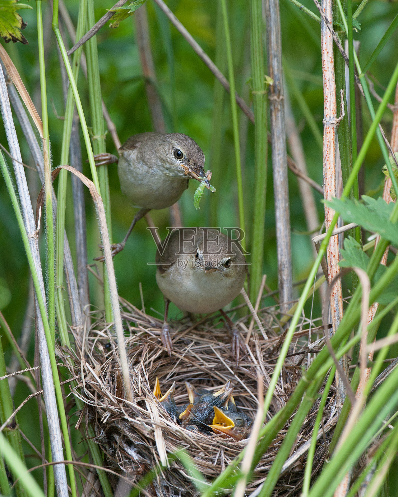 布莱斯芦苇林莺照片摄影图片