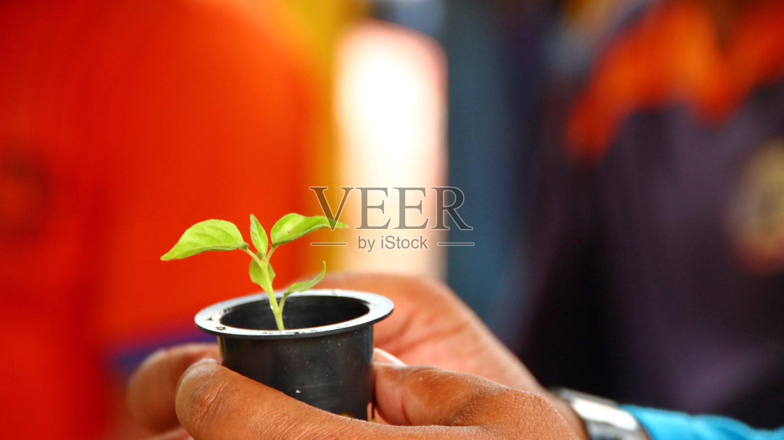 在特殊配料上播种蔬菜种子的过程照片摄影图片